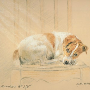 Jack Russell Terrier  Print, Jack Russell Terrier Picture  AP53P