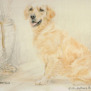 Golden Retriever Limited Edition Print by Gill Evans (11x8) AP26