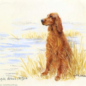 Irish Setter Print, Irish Setter Picture  GE145P