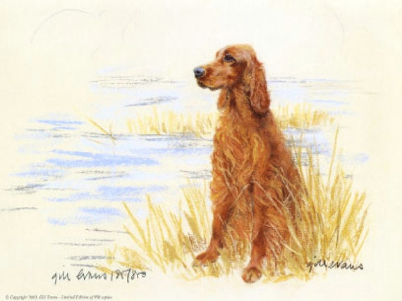Irish Setter Limited Edition Art Print: Gill Evans Signed GE145