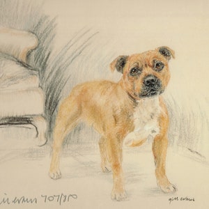 Staffordshire Bull Terrier Limited Edition Print by Gill Evans (11x8) GE039