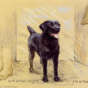 Black Labrador Retriever Print, Black Labrador Retriever Picture  GE157P