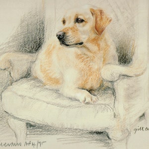 Golden Labrador Retriever Print, Golden Labrador Retriever Picture  GE38P