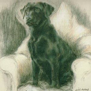 Black Labrador Retriever Print, Black Labrador Retriever Picture  AP45P