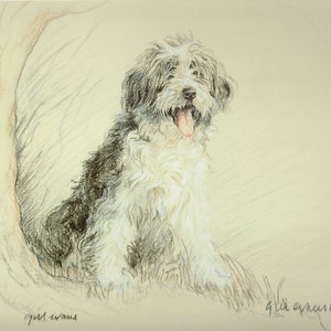 Bearded Collie Limited Edition Print: Gill Evans Dog Portrait GE054