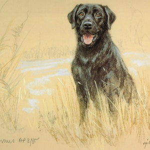 Black Labrador Retriever Print, Black Labrador Retriever Picture  AP41P