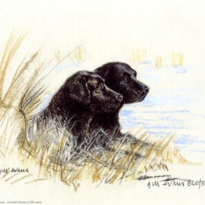 Black Labrador Retriever Print, Black Labrador Retriever Picture  GE110P
