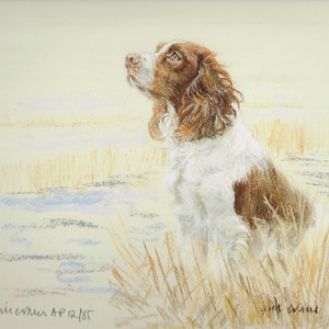 English Springer Spaniel Print, English Springer Spaniel Picture, AP15P