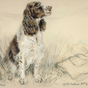 English Springer Spaniel Print, English Springer Spaniel Picture, AP52P