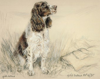 English Springer Spaniel Limited Edition Print by Gill Evans AP52