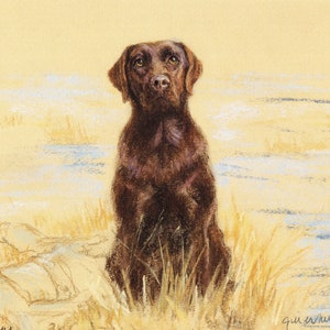 Chocolate Labrador Retriever Print, Chocolate Labrador Retriever Picture  GE170P