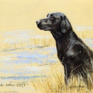 Black Labrador Retriever Print, Black Labrador Retriever Picture  AP43P