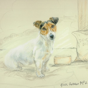 Jack Russell Terrier  Print, Jack Russell Terrier Picture  AP06P