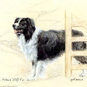 Border Collie Print, Border Collie Picture AP39P