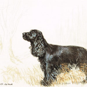 Black Cocker Spaniel Print GE094P