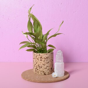 May include: A houseplant in a speckled beige pot with green leaves and white flowers. A white selenite crystal and a small white flower are next to the plant, on a round cork mat. The background is pink.