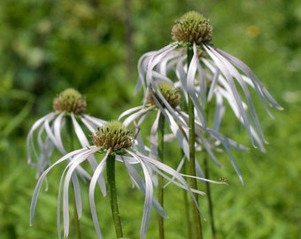 Echinacea Pallida, Hula Dancer - 3 Well Rooted Starter Plants in 1 Qt Pots Grown at Rosie Belle Farm- Price Includes Free Shipping