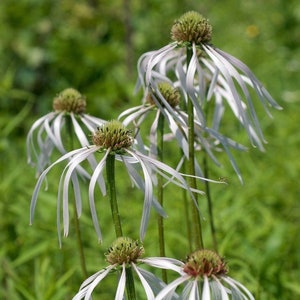 Echinacea Pallida, Hula Dancer - 3 Well Rooted Starter Plants in 1 Qt Pots Grown at Rosie Belle Farm- Price Includes Free Shipping