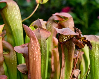 Sarracenia 'Bug Bat' Pitcher Plant - 3 Well Rooted Starter Plants in 1 Qt Pots Grown at Rosie Belle Farm - Free Shipping