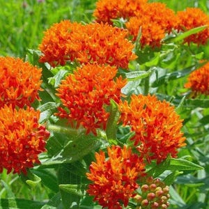 Puede incluir: Primer plano de un grupo de flores de asclepia naranja brillante en flor. Las flores están dispuestas en una forma densa y redondeada y tienen una textura delicada y plumosa. Las flores están rodeadas de hojas verdes.