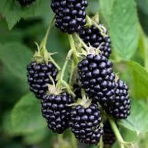 May include: A cluster of ripe blackberries hanging from a vine. The berries are dark purple and have a glossy finish. The vine is green and has leaves.