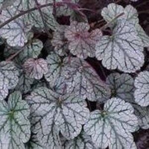 May include: Close-up of a group of silver-green leaves with a dark purple vein pattern and water droplets on the surface.