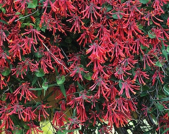 Major Wheeler Lonicera (Honeysuckle) -3 Well Rooted Starter Plants in 1 Qt Pots - Grown at Rosie Belle Farm - Price Includes Shipping