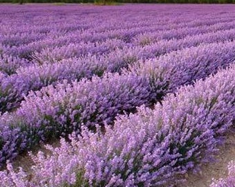 Phenomenal Lavender - 3 Well Rooted Starter Plants in 1 Quart Containers -Grown at Rosie Belle Farm  - Price IncludesShipping