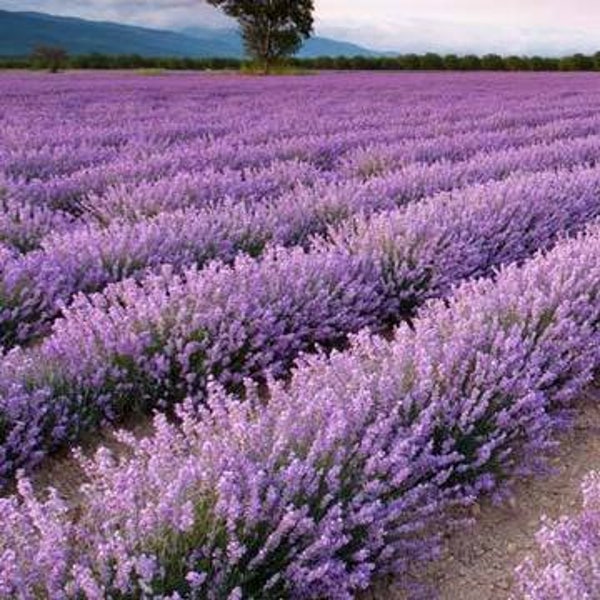 Phenomenal Lavender - 3 Well Rooted Starter Plants in 1 Quart Containers -Grown at Rosie Belle Farm  - Price IncludesShipping