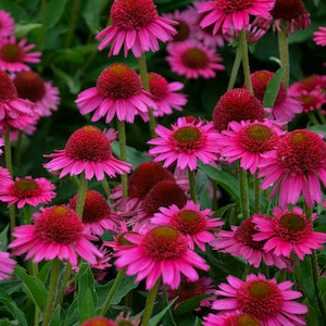 Echinacea Delicious Candy - 3 Well Rooted Starter in 1 Qt Pots Plants Grown at Rosie Belle Farm  - Free Shipping Included