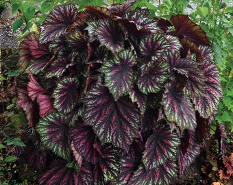 Begonia T- Tex &#39;Painters Palette&#39; - 2 Well Rooted Starter Plants in a 1 Qt Pots - Grown at Rosie Belle Farm - Free Shipping Included