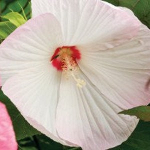 Hibiscus moscheutos  Luna White (Hardy Hibiscus) - 3 Well Rooted Starter Plants in 1 Qt Pots Grown at Rosie Belle Farm - Shipping Included