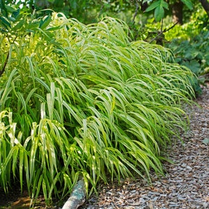 Hakonechloa Macra ' All Gold' (Japanese Forest Grass) - 3 Well Rooted Plants in 1 Qt Pots Grown at Rosie Belle Farm - Free Shipping