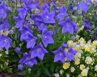 Flor de globo ' Sentimental Blue Platycodon grandiflorus - 3 plantas iniciales bien enraizadas cultivadas en Rosie Belle Farm - Envío gratuito incluido