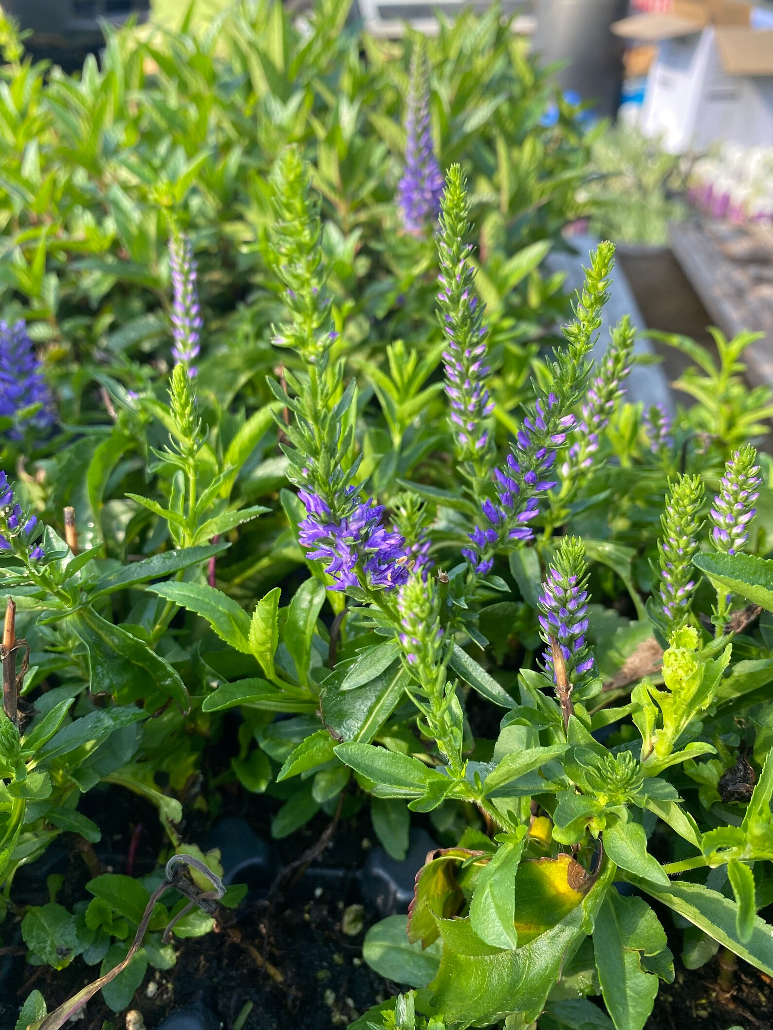 Veronica Royal Rembrandt spike Speedwell 3 Well Rooted Etsy