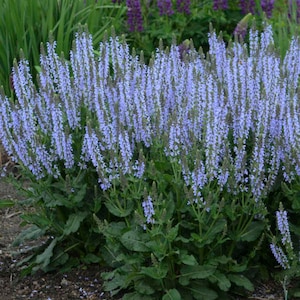Salvia nemorosa &#39;Crystal Blue&#39; 3 Well Rooted Starter Plants in 1 Qt Pots Grown at Rosie Belle Farm - Free Shipping