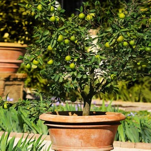 May include: A small lime tree in a terracotta pot, laden with green limes. The tree has lush green leaves and a brown trunk. The pot is round and sits in a garden setting with other plants and a blurred background.