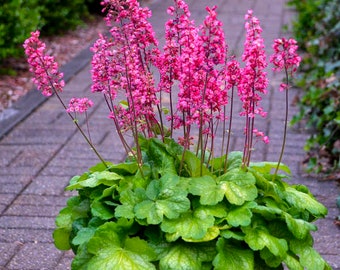 Heuchera Timeless Glow Coral Bells - 3 Well rooted Starter Plants in 1 Qt Pots  Grown at Rosie Belle Farm - Price Includes Shipping