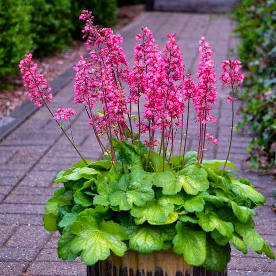 Heuchera Timeless Glow Coral Bells 3 Well rooted Starter Plants in 1 Qt Pots Grown at Rosie Belle Farm Price Includes Shipping