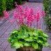see more listings in the Blooming Perennials section