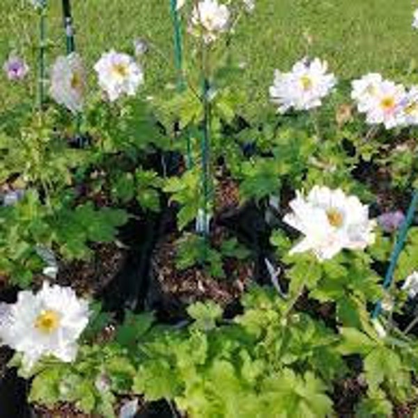 Anemone Frilly Knickers - 3 Well Rooted Starter Plants in 1 Qt Pots - Grown at Rosie Belle Farm - Price Includes Shipping