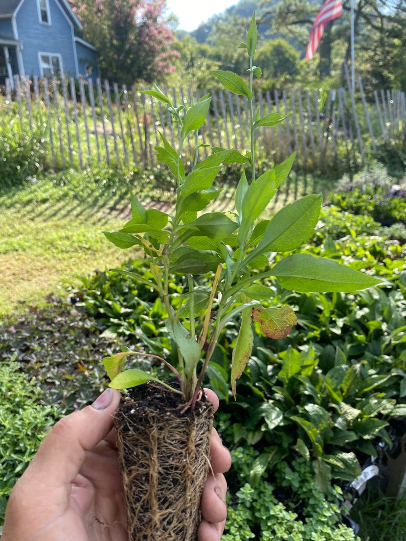 Aster Little Carlow 3 Well Rooted Starter Plants in 1 Qt Pots Grown at Rosie Belle Farm Price Includes Shipping image 2