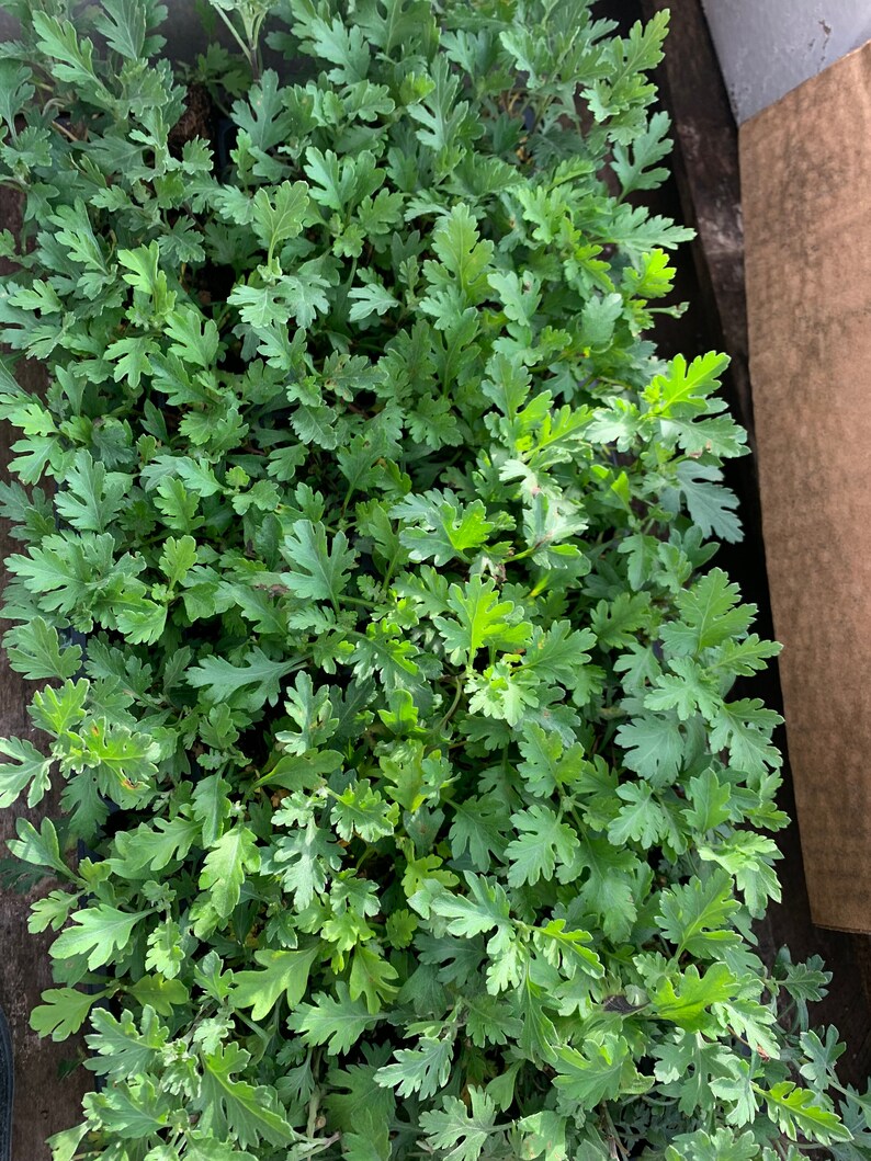 Chrysanthemum Campfire Glow 2 Well Rooted Starter Plants in | Etsy