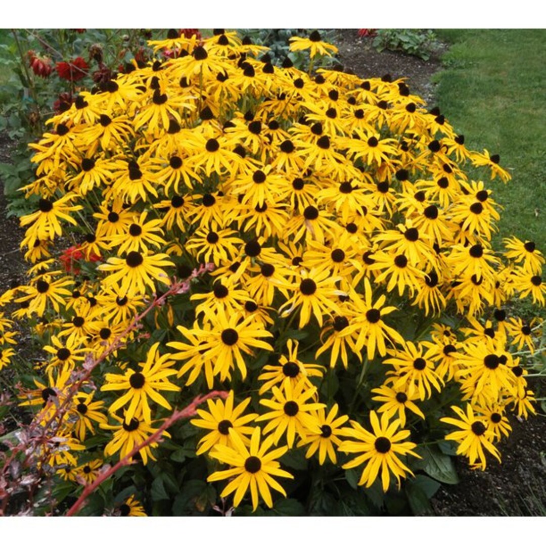 Rudbeckia ‘glitters Like Gold’ black Eyed Susan 3 Well Rooted Starter