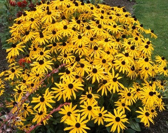 Rudbeckia 'Glitters Like Gold' (Black Eyed Susan) - 3 Well Rooted Starter Plants in 1 Qt Pots Grown at Rosie Belle Farm - Free Shipping