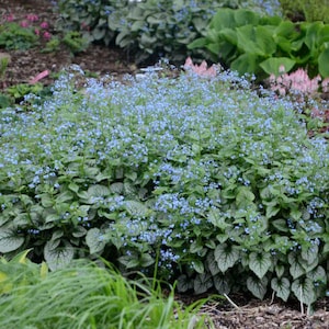 Brunnera Jack Frost  - 3 Well Rooted Starter Plants in 1 Qt Pots - Grown at Rosie Belle Farm  - Price Includes Free Shipping