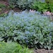 see more listings in the Blooming Perennials section
