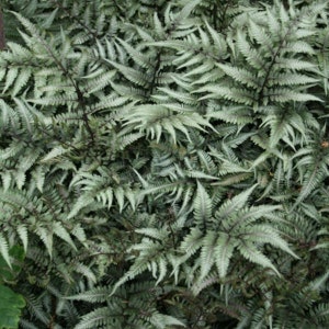 May include: A close-up of a patch of green ferns with silver-green fronds.