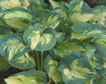 May include: A close-up of a hosta plant with large, green leaves with yellow variegation. The leaves are arranged in a cluster, with some leaves overlapping.