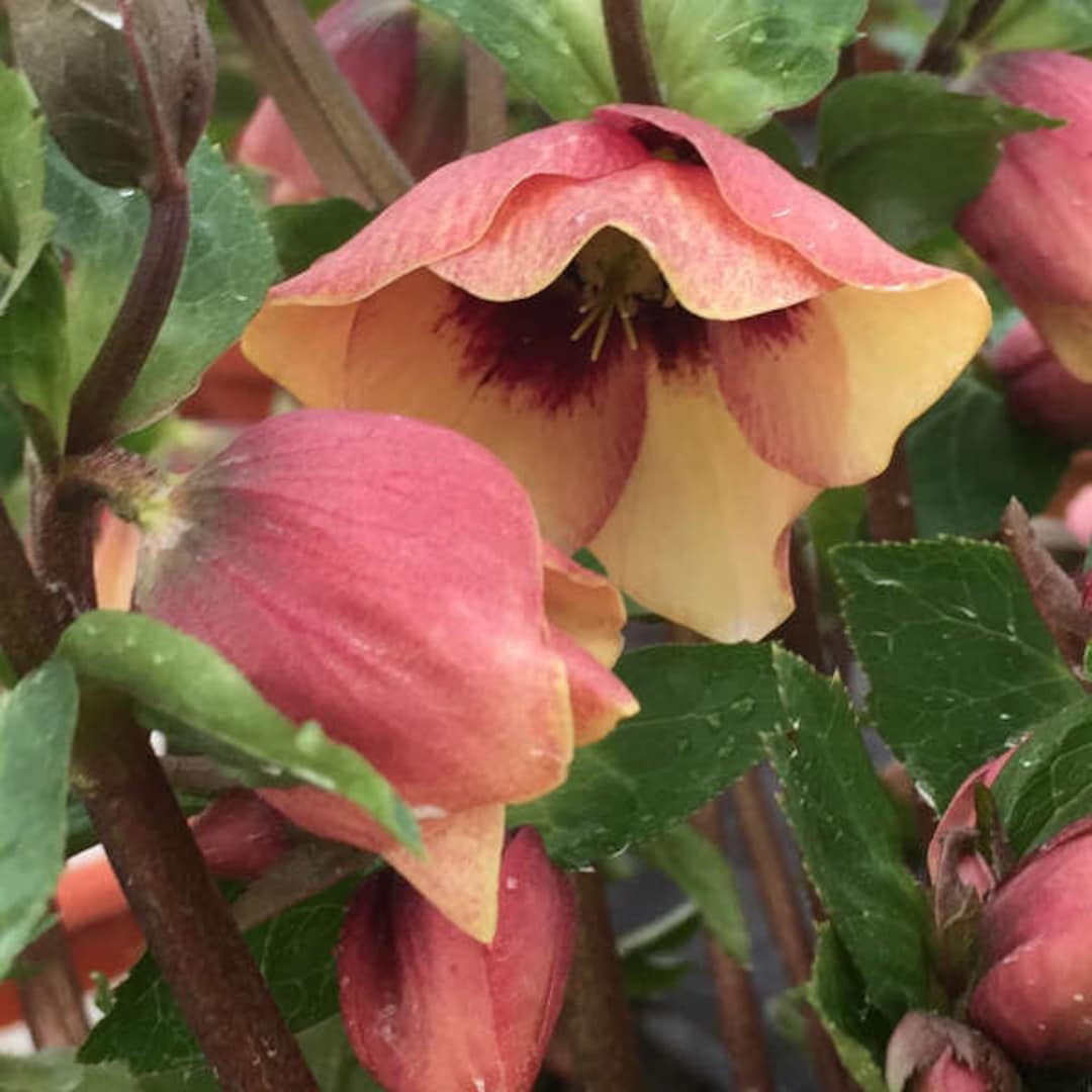 Helleborus Sandy Shores 2 Well Rooted One Year Old Plants in 1/2 Gallon ...